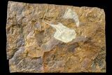 Fossil Ginkgo Leaf From North Dakota - Paleocene #163222-1